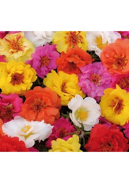 Ipek Çiçeği Tohumu (Katmerli Çok Çiçekli) Karışık Renkli - 40 Tohum fiyatları