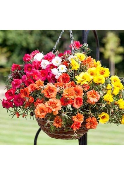 Ipek Çiçeği Tohumu (Katmerli Çok Çiçekli) Karışık Renkli - 40 Tohum fırsatları