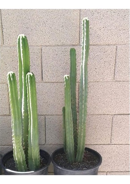 Ithal Peru Kaktüsü Tohumu 10 Adet Tohum Kaktüs Tohumu fiyatları