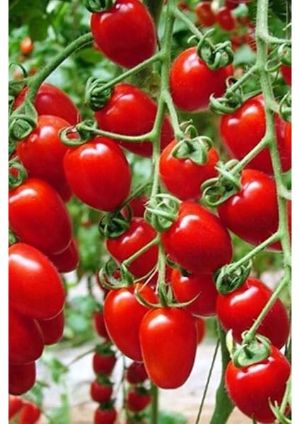 Dünyam Salkım Cherry Domates Tohumu / 5+ Adet Tohum indirimleri