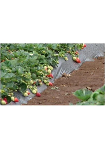 Çilek Naylonu 35 Metre Eni 130 cm 100 Mikron Malç Naylonu Çilek Malç Naylonu Malç Örtüsü Malçlama modelleri