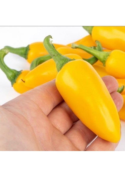 Jalapeno Çok Acı Biber Tohumu (15 Tohum)
