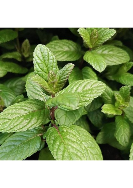 Iri Yapraklı Yeşil Saksılık Nane Fidesi(2 Adet)