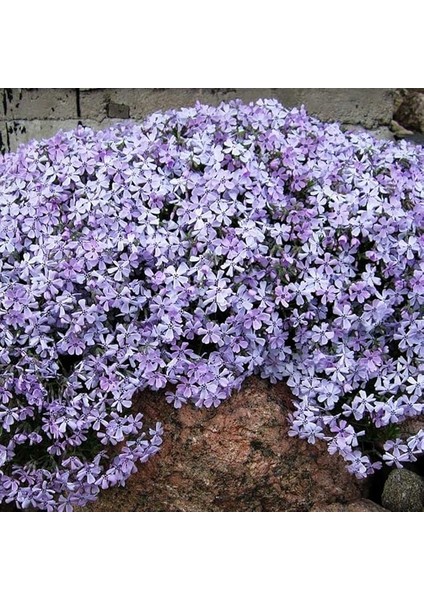 Paket Mountain Floks(Alev) Çiçeği TOHUMU(200 Tohum)