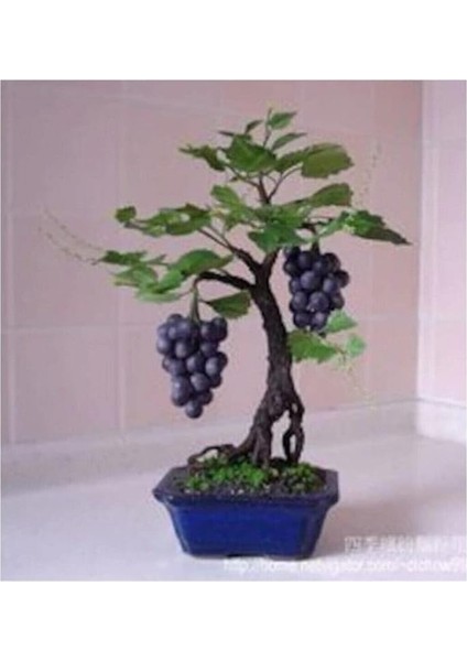 Siyah Üzüm Bonzai Ağacı Tohumu 5 Adet Bonsai Ağacı Tohumu modelleri