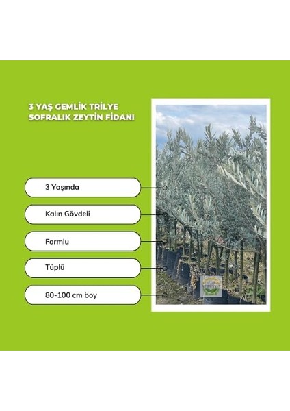 Sepetim 3 Yaş Gemlik Trilye Sofralık Zeytin Fidanı fiyatları