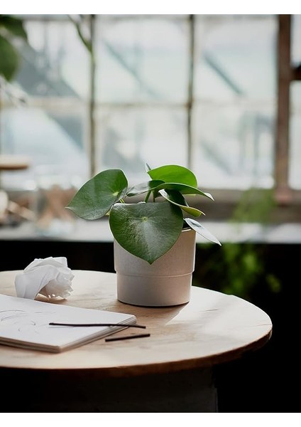 Nypon Bitki Saksısı, 12 Cm, Açık Hava Gri fiyatları