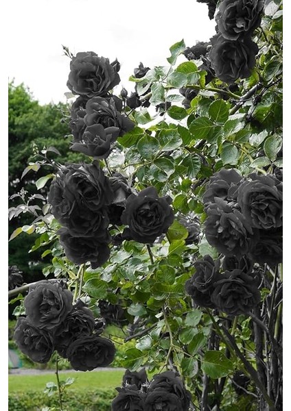 Look Aşı Siyah Gül Tohumu/halfeti Gülü, 5 Adet Tohum TH-THMCMTHM406 fırsatları