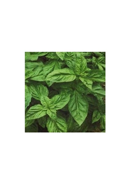 Yeşil Yapraklı Fesleğen Fidesi (5 Adet Fide)