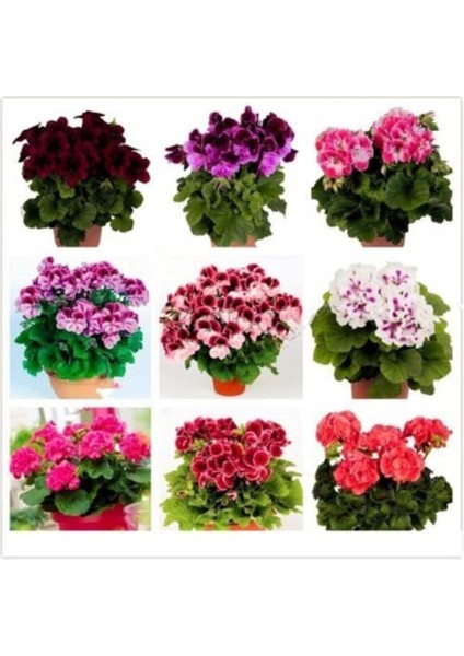 Look Sarmaşık Sardunya Tohumu 8 Adet 8 Renk TH-THMDNYM09