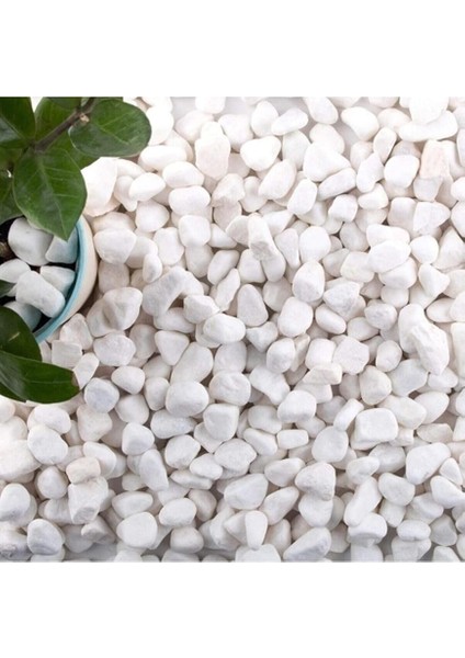 Dolomit Taş 15 kg 1-2 cm Beyaz Dolomit Taş Saksı Dibi Dekoratif Taş Teraryum Taşı Bahçe Taşı