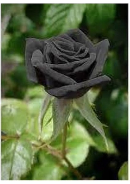 Look 5 Adet Tohum Nadir Siyah Gül Tohumu Kara Gül TH-BB23678932569 fırsatları