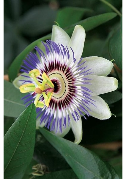 Look Çarkıfelek Çiçeği, Passiflora Tohumu / 5 Adet Tohum TH-THMCMTHM336 modelleri