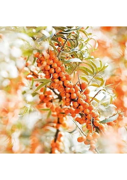 Yabani Iğde Özlü Doğal Roll-On Deodorant 50 ml fırsatları