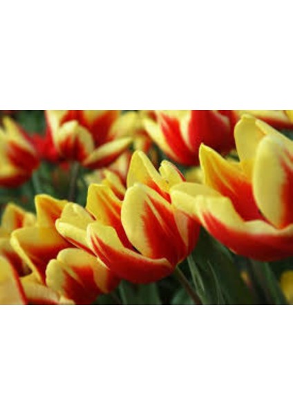 Iki Renkli Sarı Kırmızı "jan Seignette" 5 Adet fiyatları