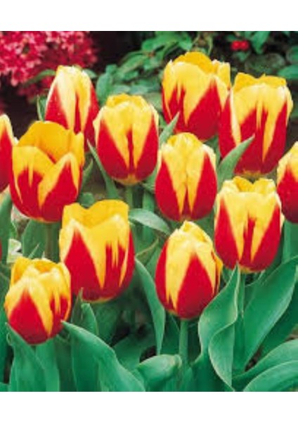 Iki Renkli Sarı Kırmızı "jan Seignette" 5 Adet modelleri