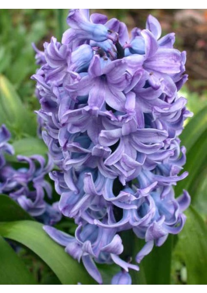 Mavi Renkli Sümbül Soğanı "deft Blue" 5 Adet