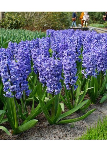 Mavi Renkli Sümbül Soğanı "deft Blue" 5 Adet modelleri