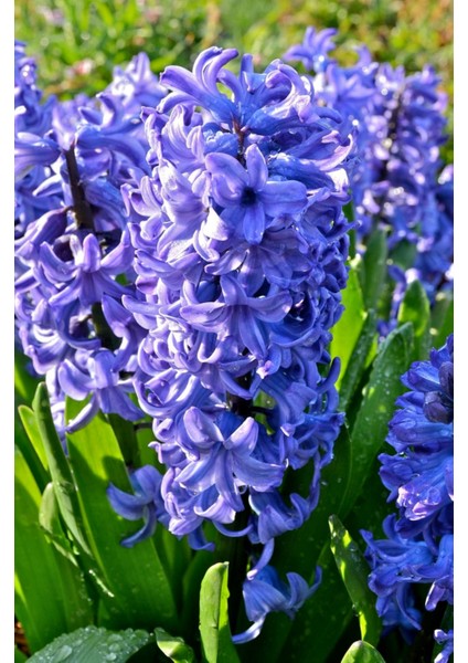 Mavi Renkli Sümbül Soğanı "deft Blue" 5 Adet fırsatları