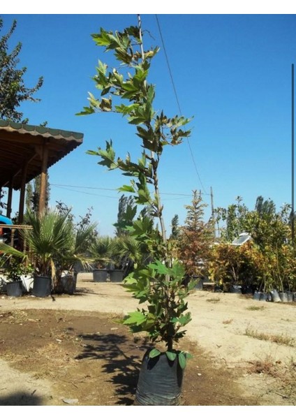 Saksılı Çınar Ağacı 130-160 cm | Hızlı Gelişen, Gölgeli Peyzaj Ağacı %100 Canlı Teslim Garantisi fiyatları