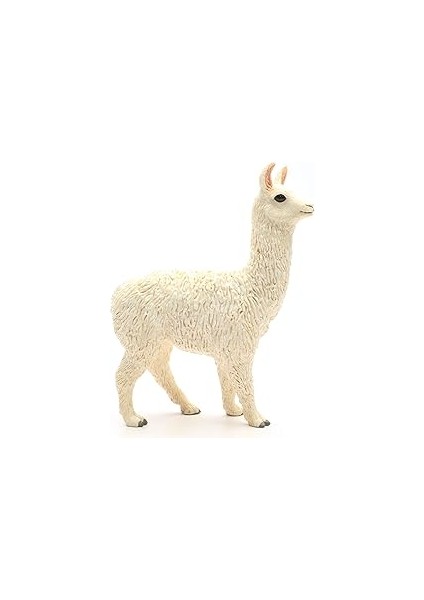 Lama fırsatları