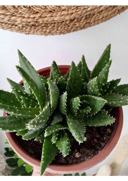 Aloe Brevifolia- Perfoliata Koleksiyonluk