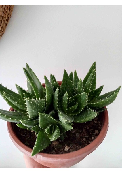 Aloe Brevifolia- Perfoliata Koleksiyonluk fiyatları