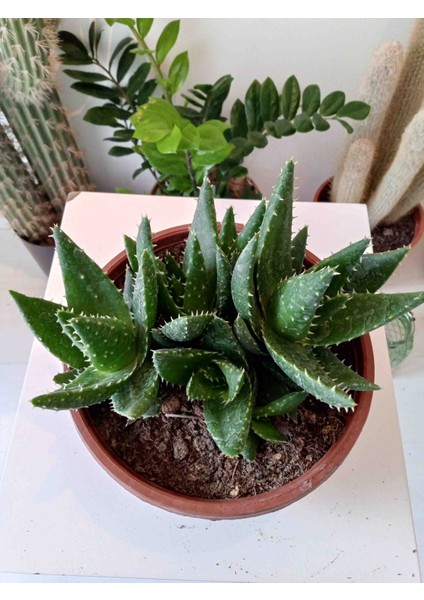 Aloe Brevifolia- Perfoliata Koleksiyonluk fırsatları