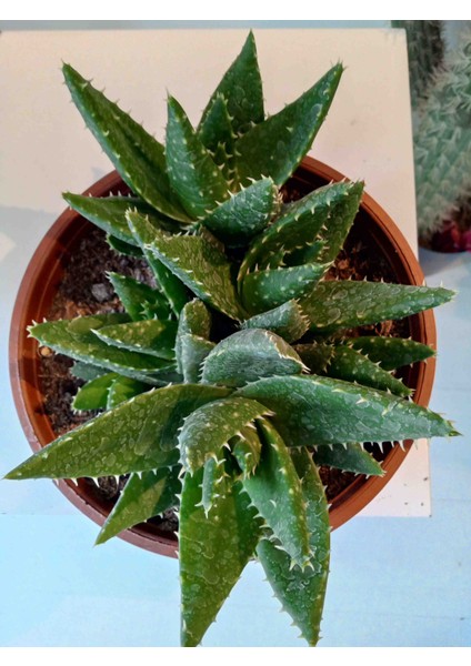 Aloe Brevifolia- Perfoliata Koleksiyonluk indirimleri