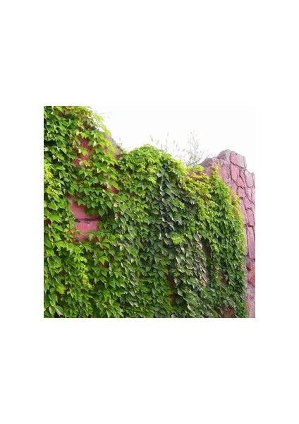 3 Adet Hadere Sarmaşık Fidanı.açık Kök 20 Cm.köklü Dikime Hazır. modelleri