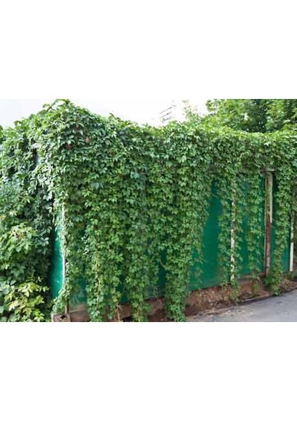 3 Adet Hadere Sarmaşık Fidanı.açık Kök 20 Cm.köklü Dikime Hazır. fiyatları