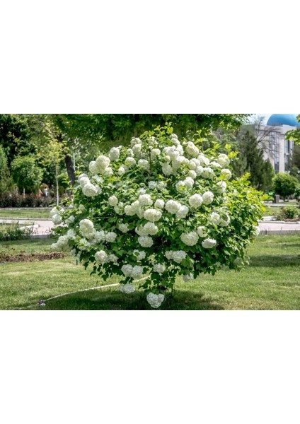 35-50 cm Saksılı Kartopu (2 Yaş) – Dekoratif Çalı Bitkisi %100 Canlı Teslim Garantisi