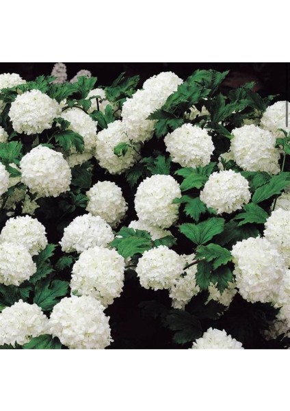 35-50 cm Saksılı Kartopu (2 Yaş) – Dekoratif Çalı Bitkisi %100 Canlı Teslim Garantisi fiyatları