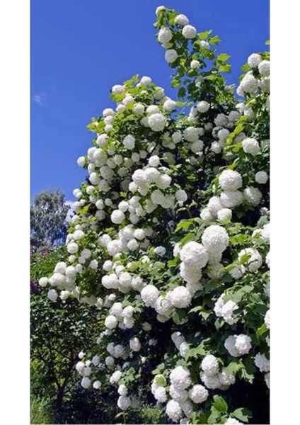 35-50 cm Saksılı Kartopu (2 Yaş) – Dekoratif Çalı Bitkisi %100 Canlı Teslim Garantisi modelleri