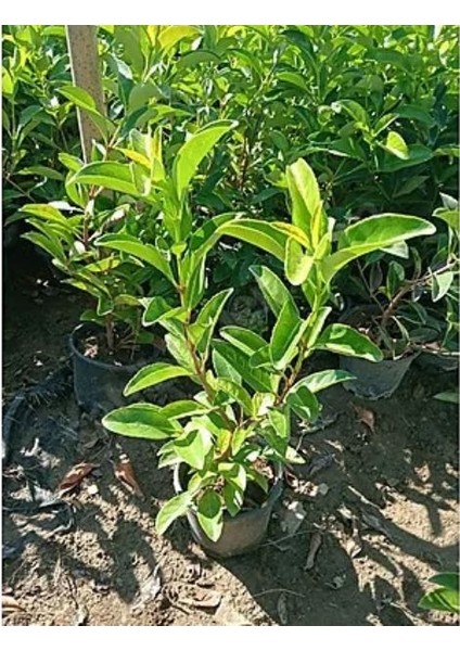 35-50 cm Saksılı Kartopu (2 Yaş) – Dekoratif Çalı Bitkisi %100 Canlı Teslim Garantisi fırsatları