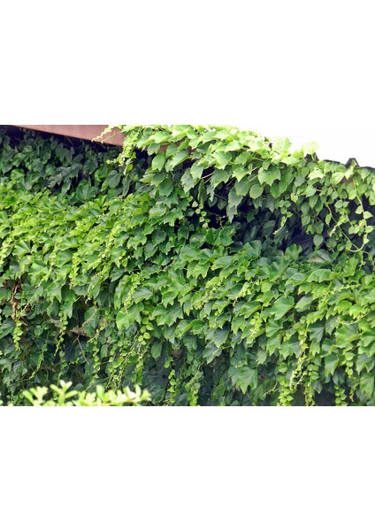 3 Adet Hadere Sarmaşık Fidanı.açık Kök 20 Cm.köklü Dikime Hazır.