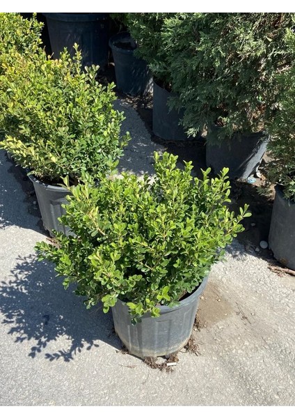 Saksılı Büyük Şimşir – 50-60 cm Çaplı Dekoratif Bitki %100 Canlı Teslim Garantisi
