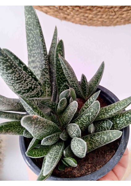 Gasteria Verrucosa Sukulent
