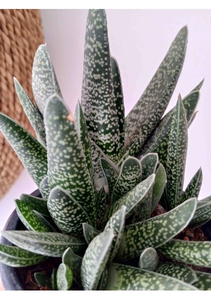 Gasteria Verrucosa Sukulent fiyatları