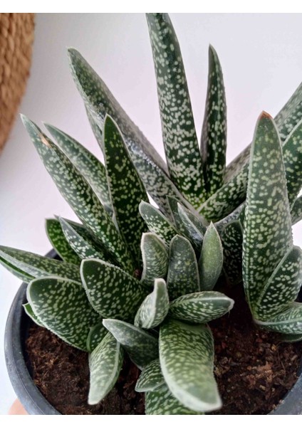 Gasteria Verrucosa Sukulent modelleri