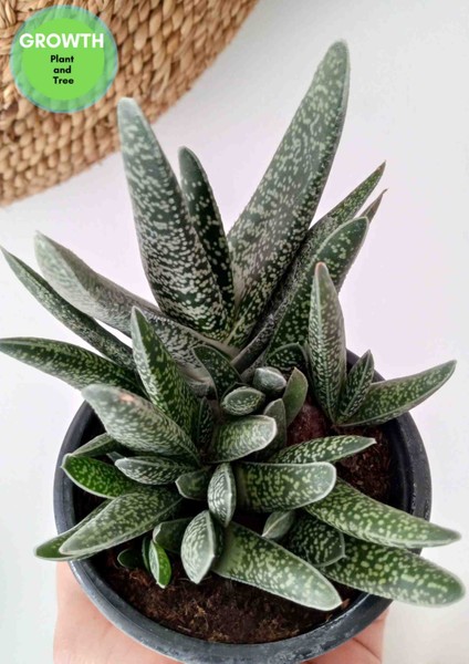 Gasteria Verrucosa Sukulent fırsatları