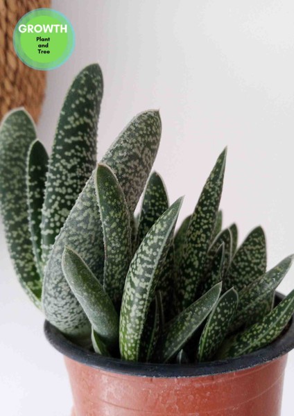 Gasteria Verrucosa Sukulent indirimleri