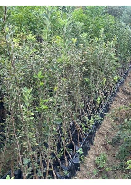 3 Yaş Tüplü Jeronime Elma Fidanı Boy 130-150 cm fiyatları