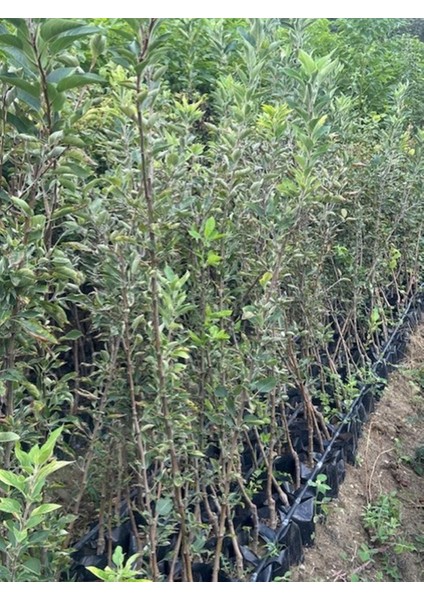 3 Yaş Tüplü Jeronime Elma Fidanı Boy 130-150 cm modelleri