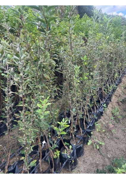 3 Yaş Tüplü Jeronime Elma Fidanı Boy 130-150 cm fırsatları