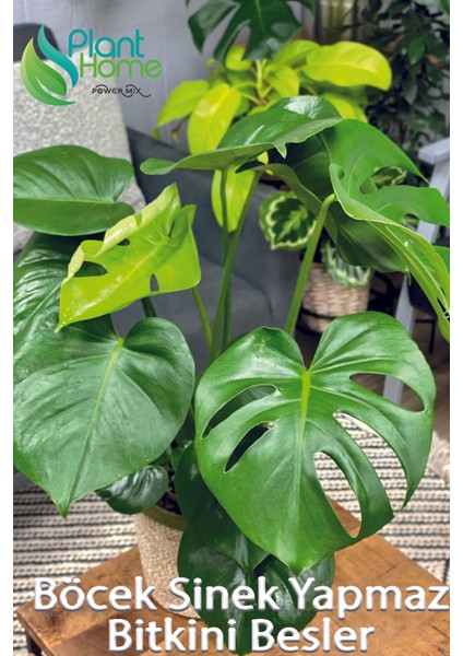 10 Litre - Tropikal Bitki Toprağı Monstera – Alocasia – Schefflera Için Sinek Yapmayan Formül fiyatları