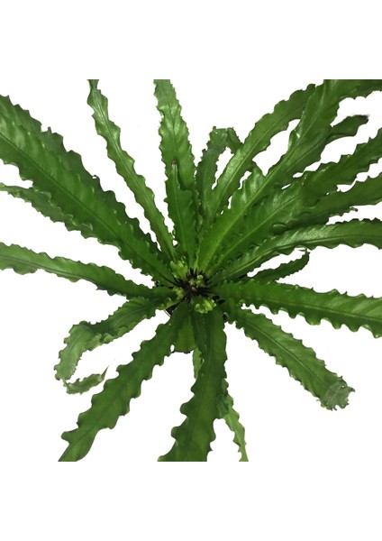 Asplenium Antiquum 'Osaka' (Eğrelti Otu) fiyatları