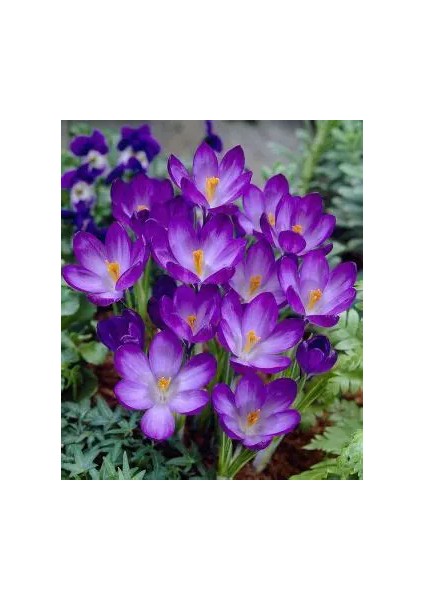 7 Adet Kır Çiçeği Whitewell Purple Çiğdem Soğanı.yeni Mahsul,,, fırsatları