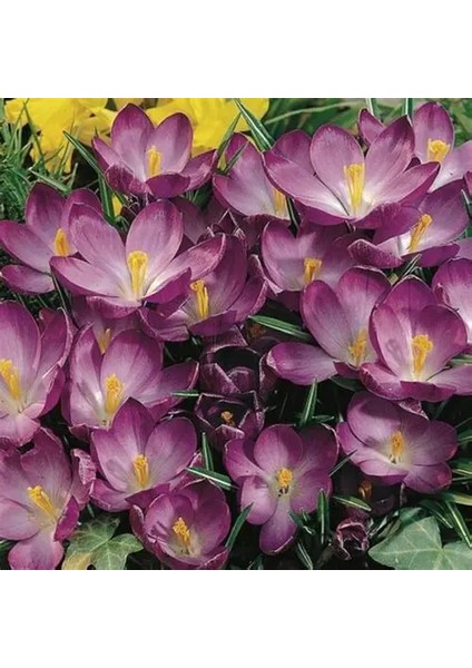 Kır Çiçeği Whitewell Purple Çiğdem Soğanı-5 Adet