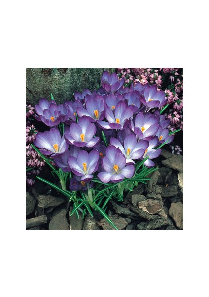 7 Adet Kır Çiçeği Whitewell Purple Çiğdem Soğanı.yeni Mahsul,,,